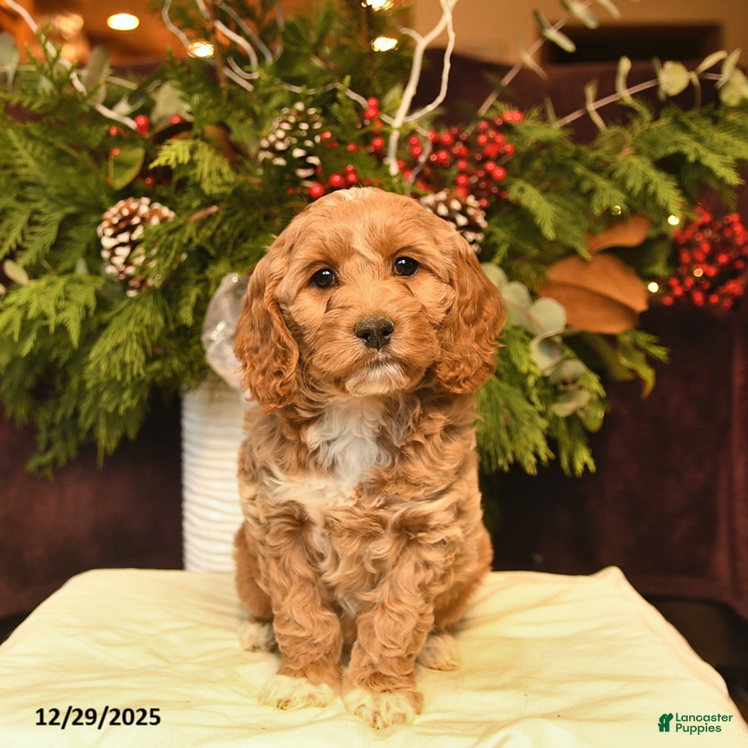 Cockapoo dogs for sale: Jade  - Ad 1