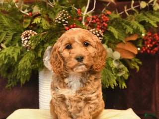 Cockapoo dogs Jade - Ad 40