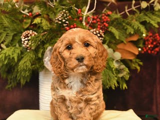 Cockapoo dogs Jade - Ad 31