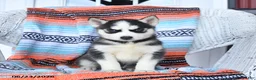 Siberian Husky dogs for sale: Satin - Ad 3
