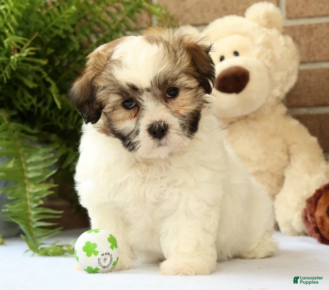 Shih Tzu dogs for sale: Brett - Ad 1