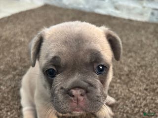 French Bulldog dogs Nala - Ad 38