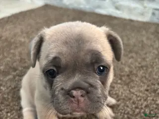 French Bulldog dogs Nala - Ad 23