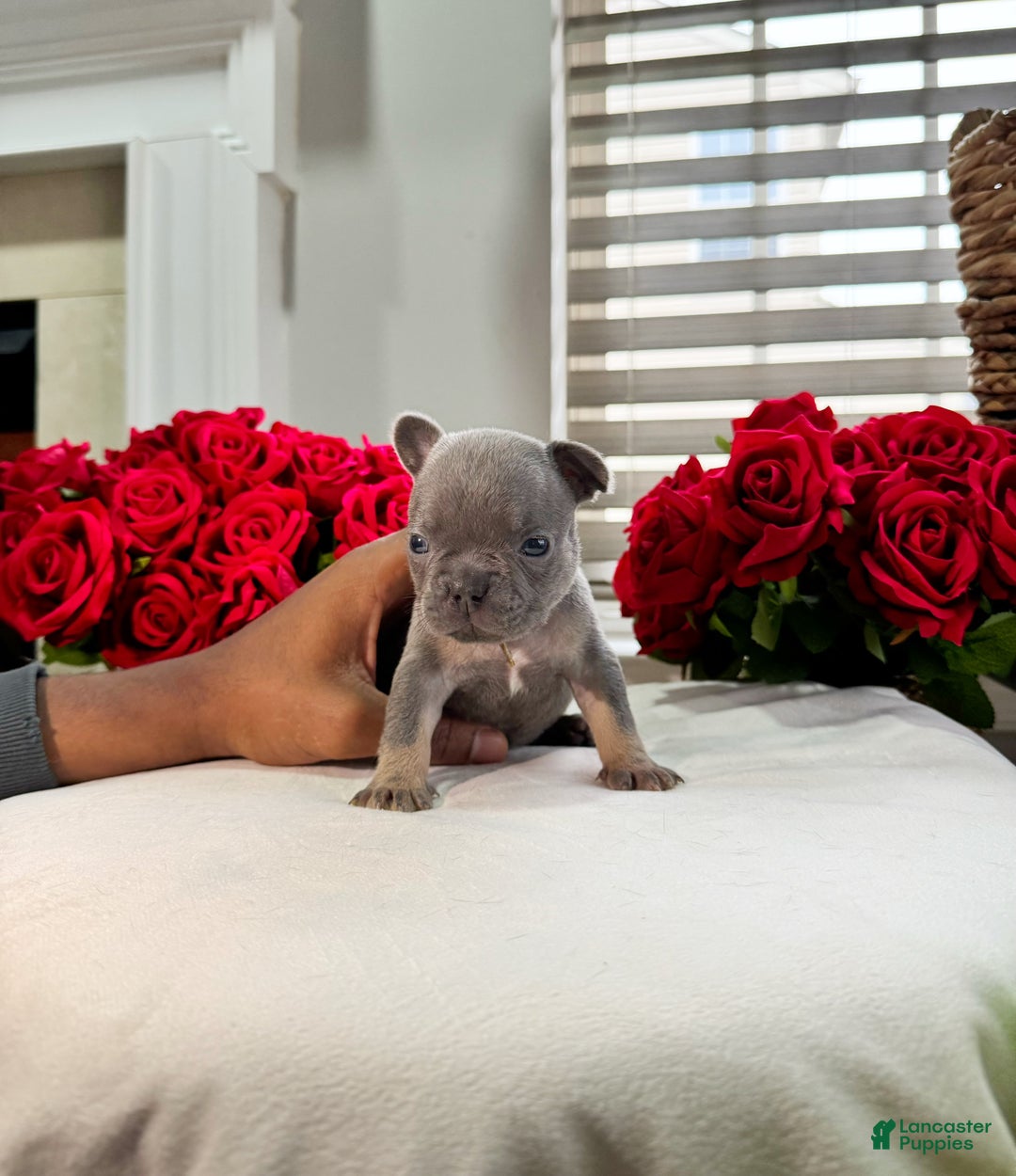 French Bulldog dogs for sale: Joker - Ad 1