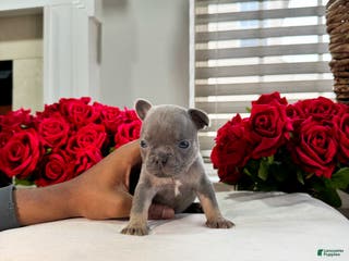 French Bulldog dogs Joker - Ad 17