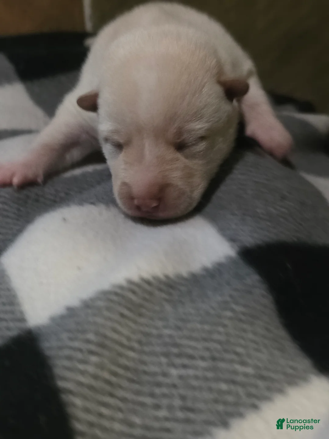 Shiba Inu dogs for sale: Shiba Inu 1 - Ad 2