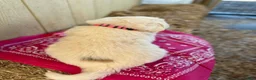 Great Pyrenees dogs for sale: Great Pyrenees Puppy 6 Pink (Dottie) - Ad 2