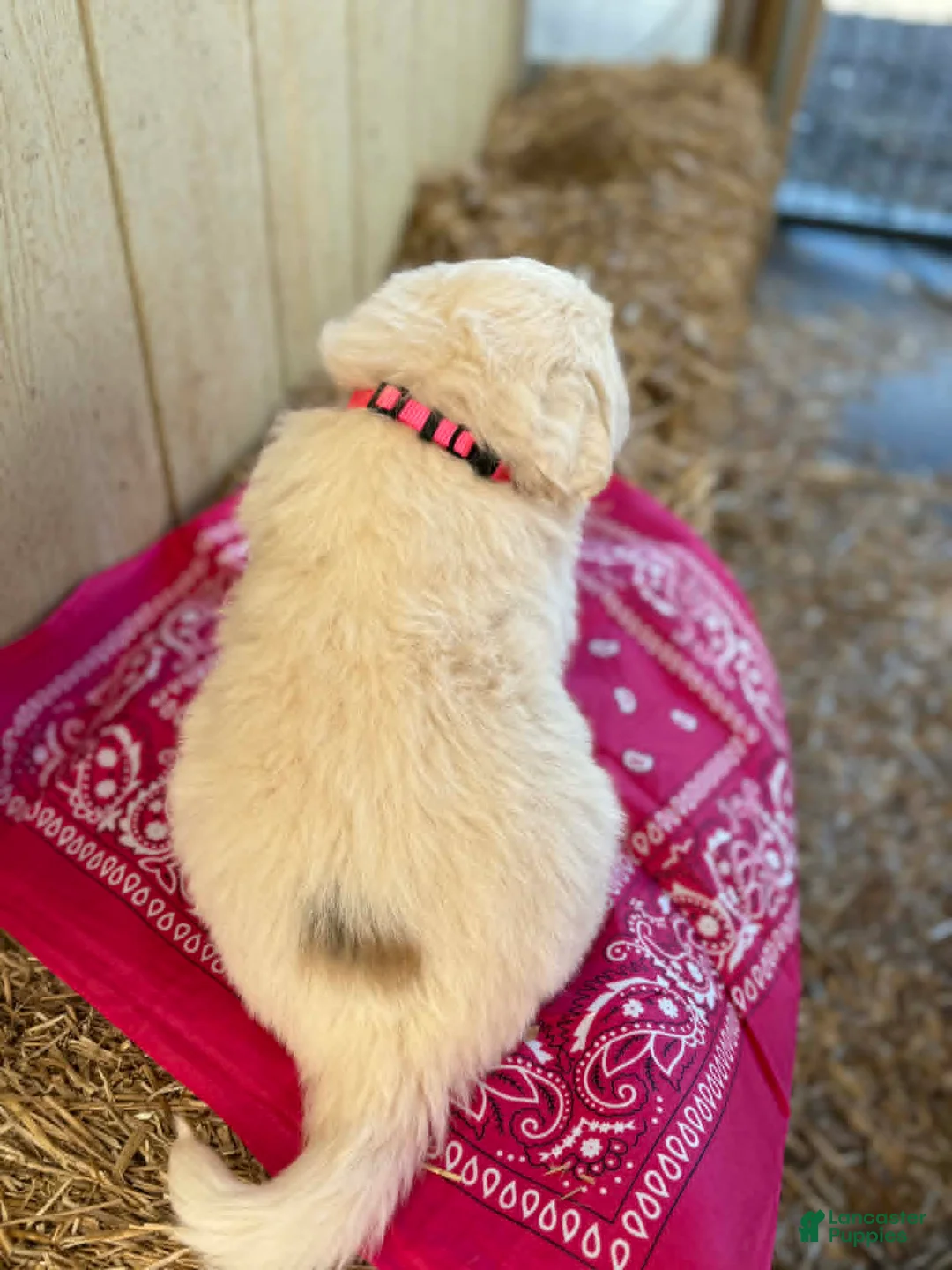 Great Pyrenees dogs for sale: Great Pyrenees Puppy 6 Pink (Dottie) - Ad 2