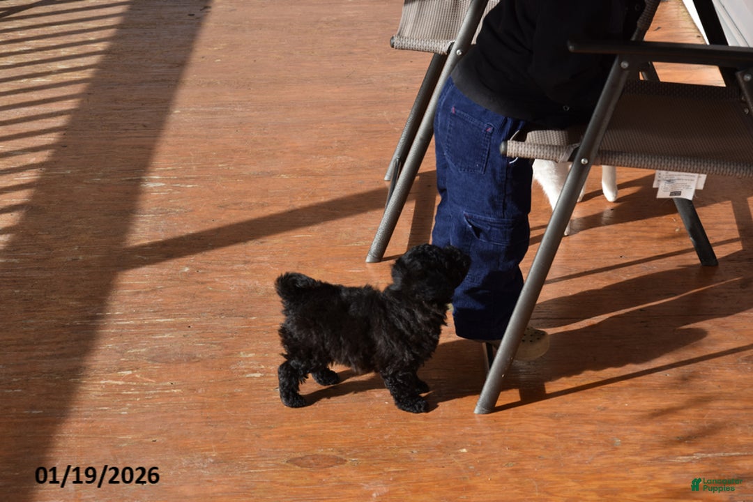 Cockapoo dogs for sale: Morris - Ad 4