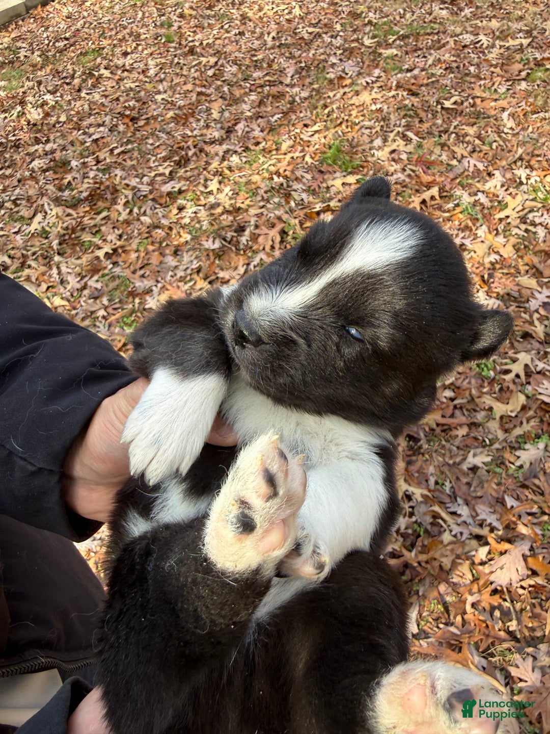 Siberian Husky dogs for sale: Bear - Ad 5