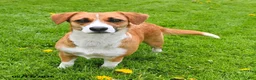 Mixed Breed dogs for sale: Jasmine - Ad 4