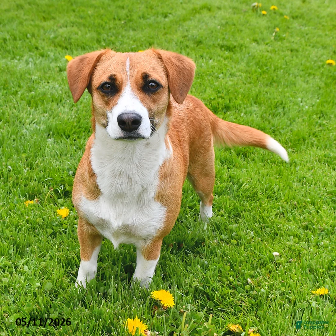 Mixed Breed dogs for sale: Jasmine - Ad 4