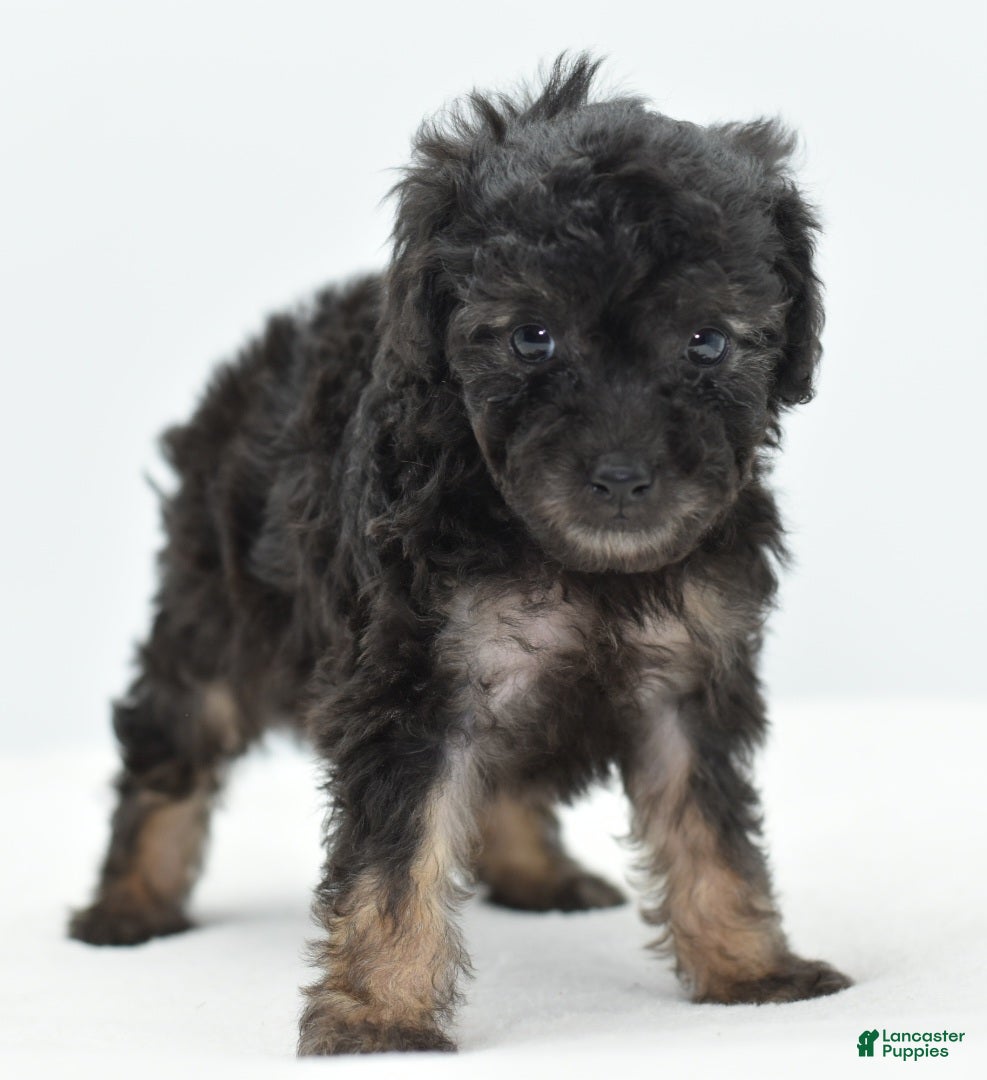 Toy Poodle dogs Phantom female poodle puppy  - Ad 36