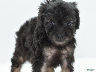 Toy Poodle dogs Phantom female poodle puppy - Ad 11