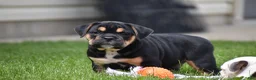 Beabull dogs for sale: Max - Ad 9