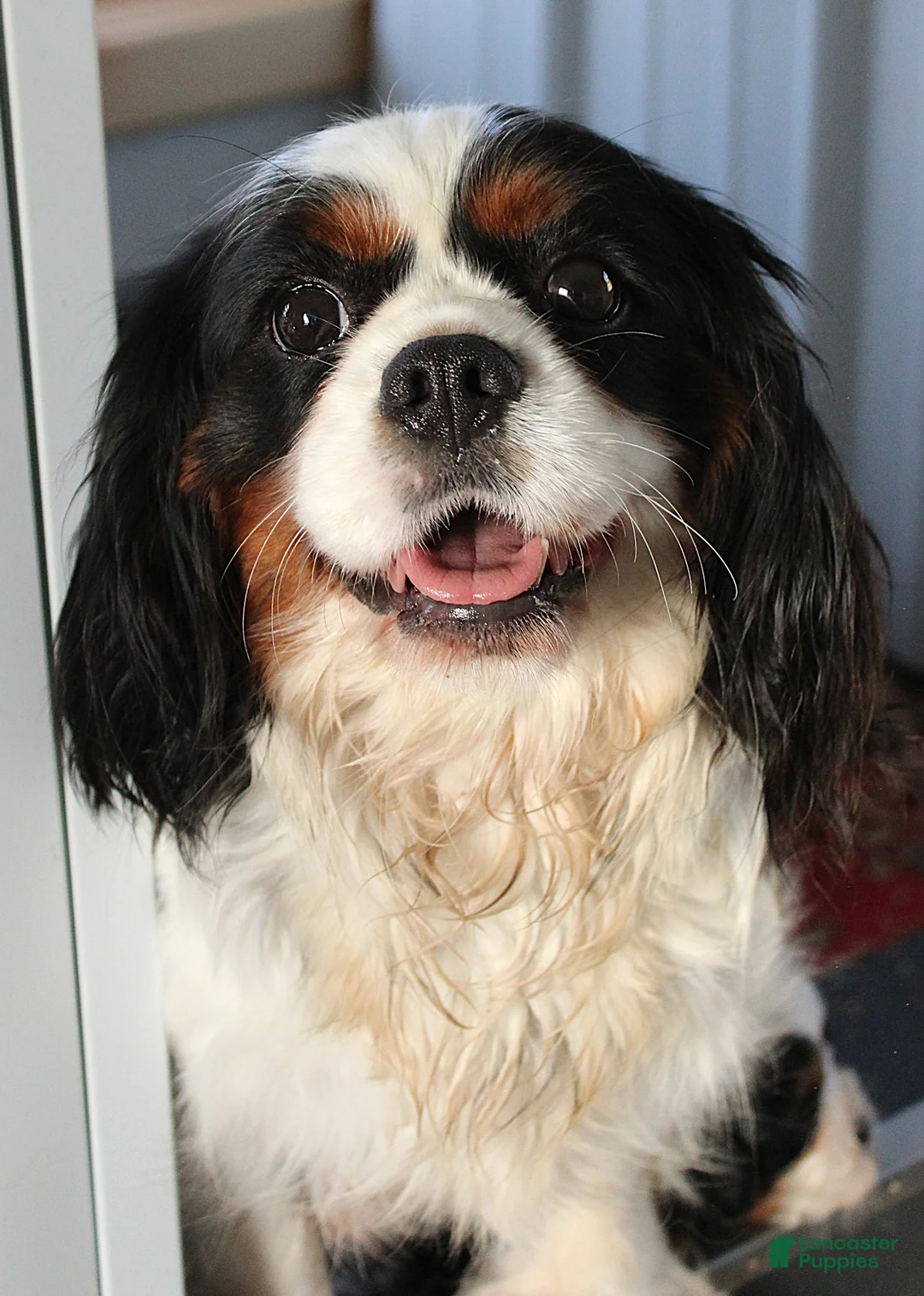 Cavapoo dogs for sale: Chelsea's #3 Male - Ad 6