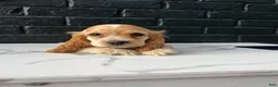 Cocker Spaniel dogs for sale: 🧡🤍Theo🧡🤍 - Ad 2