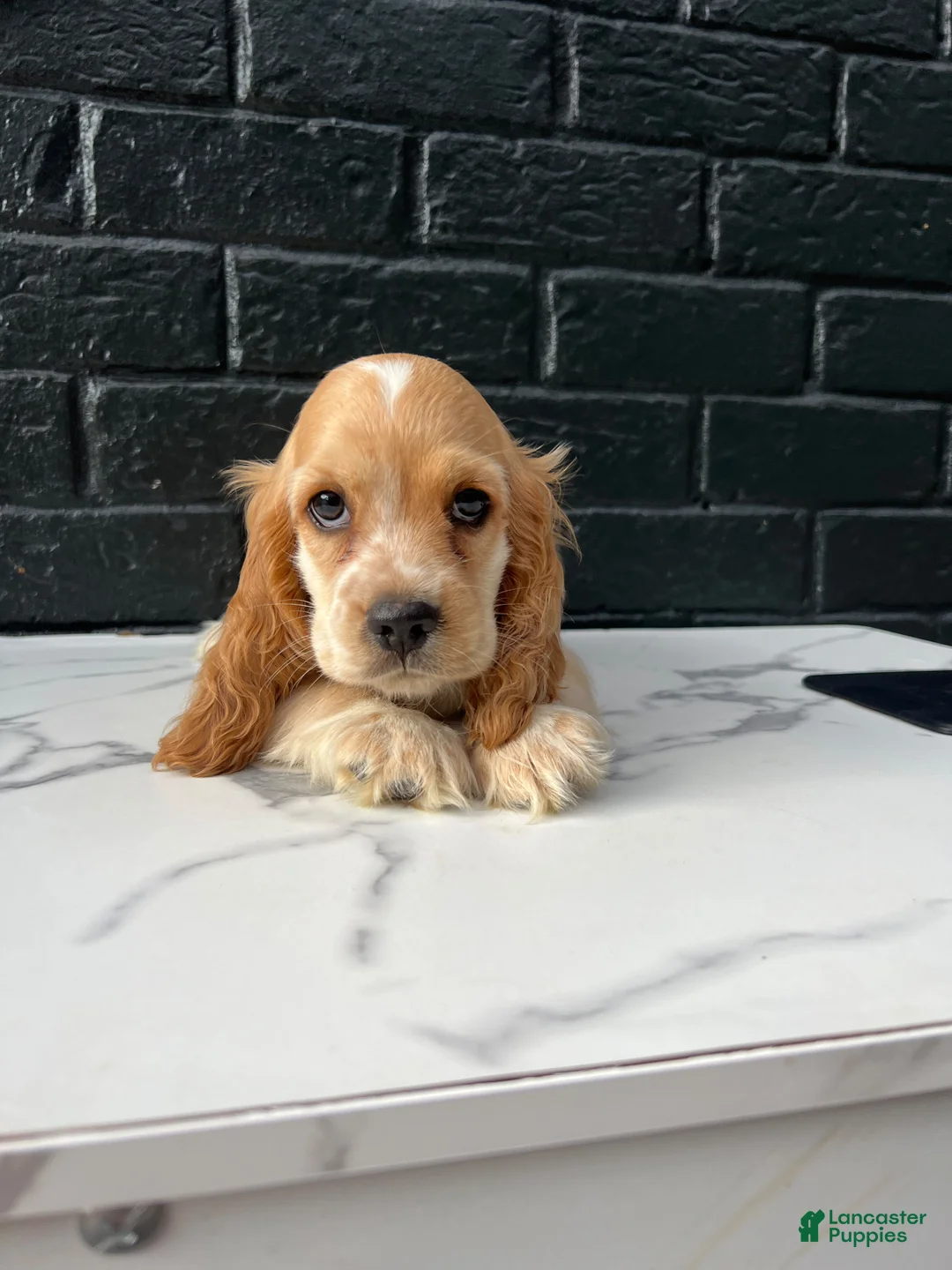 Cocker Spaniel dogs for sale: 🧡🤍Theo🧡🤍 - Ad 2