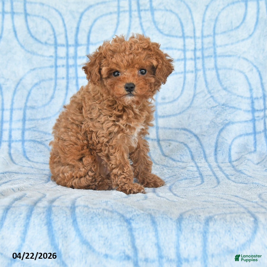 Toy Poodle dogs Twinkles - Ad 1