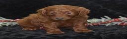 Mini Goldendoodle dogs for sale: Glory - Ad 3