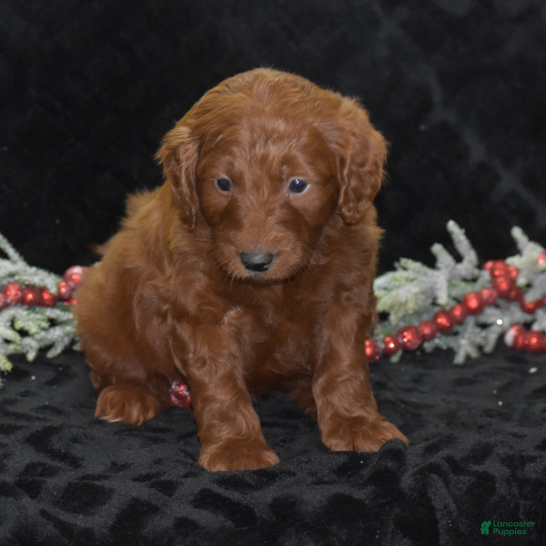 Mini Goldendoodle dogs for sale: Glory - Ad 3