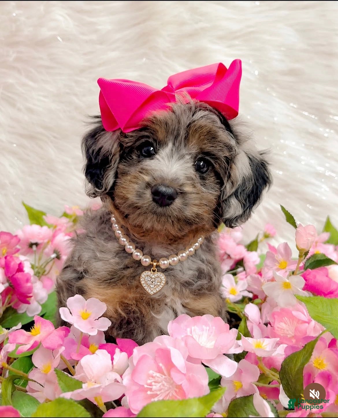 Mini Aussiedoodle dogs Stella - Ad 4