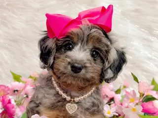 Mini Aussiedoodle dogs Stella - Ad 1