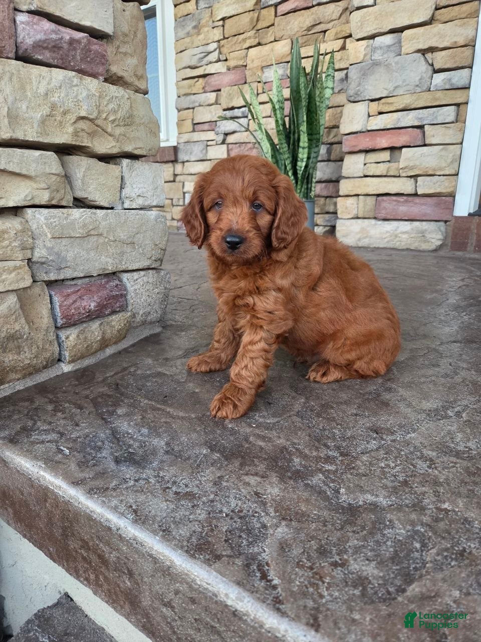 Mini Goldendoodle dogs Archie - Ad 2