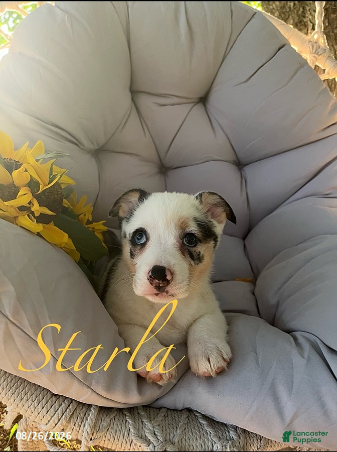 Welsh Corgi Pembroke dogs Starla - Ad 1
