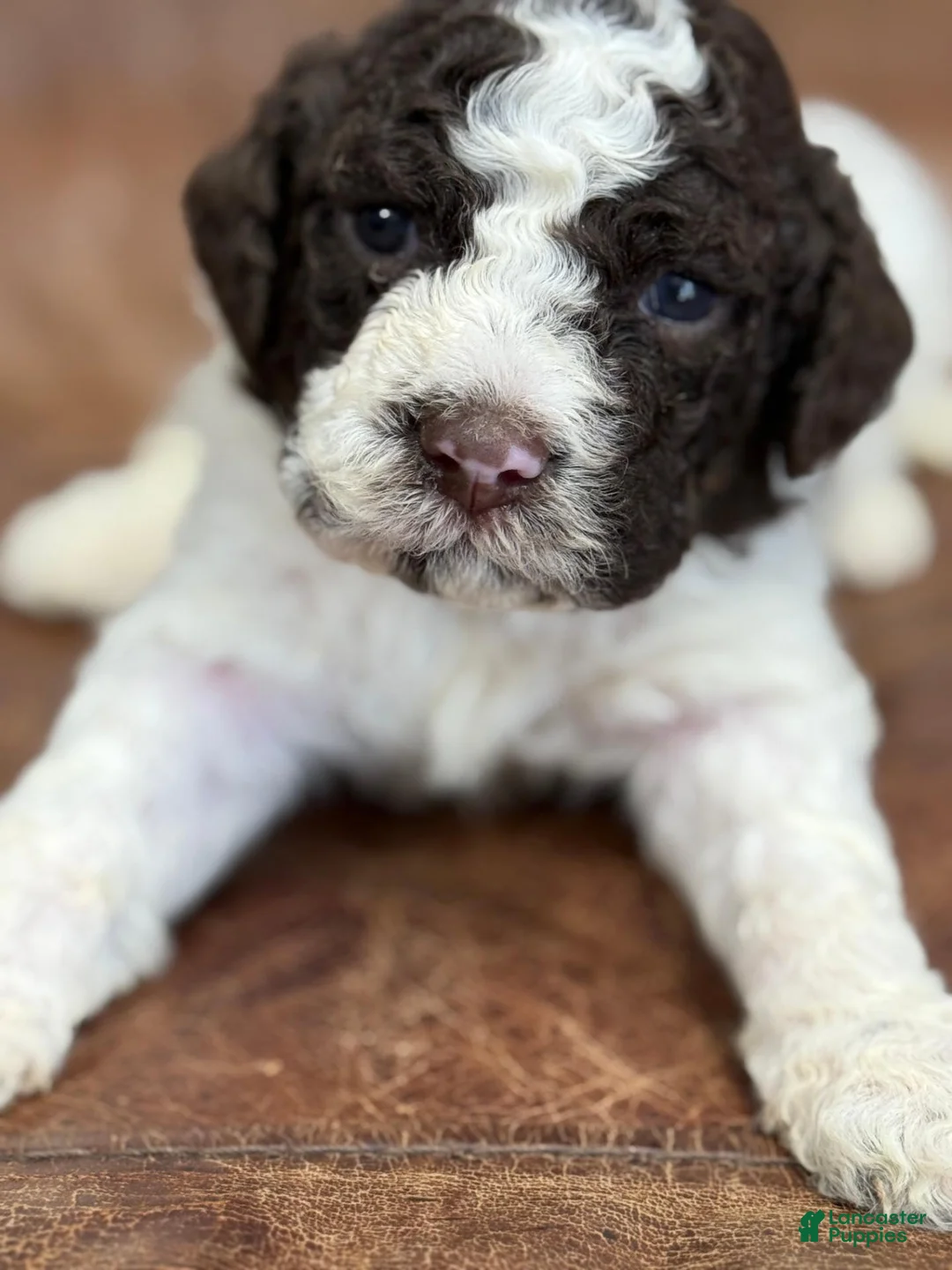 Lagotto Romagnolo dogs for sale: Light blue collar Male - Ad 2