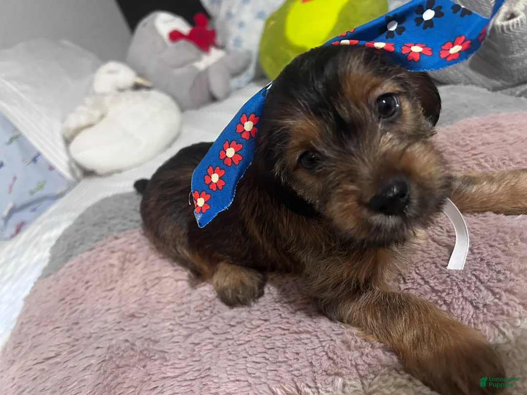 Shorkie dogs for sale: Shorkie 2 - Ad 1