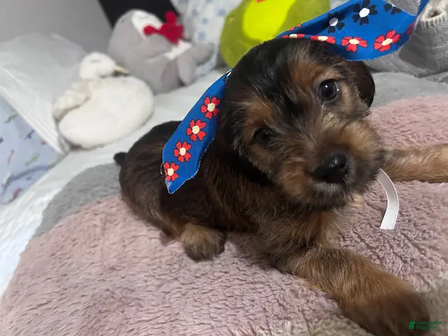 Shorkie dogs for sale: Shorkie 2 - Ad 1