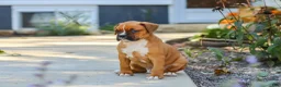 Boxer dogs for sale: Max - Ad 12