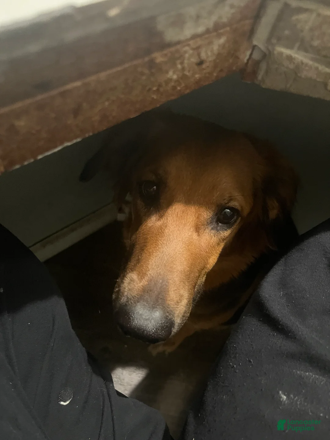 Mixed Breed dogs for sale: Mixed Breed Puppy 3 - Ad 5