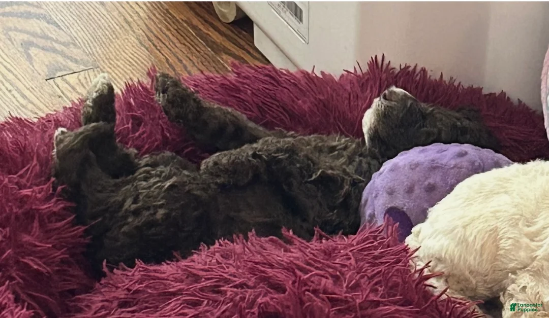 Goldendoodle dogs for sale: Mr Toes - Ad 2