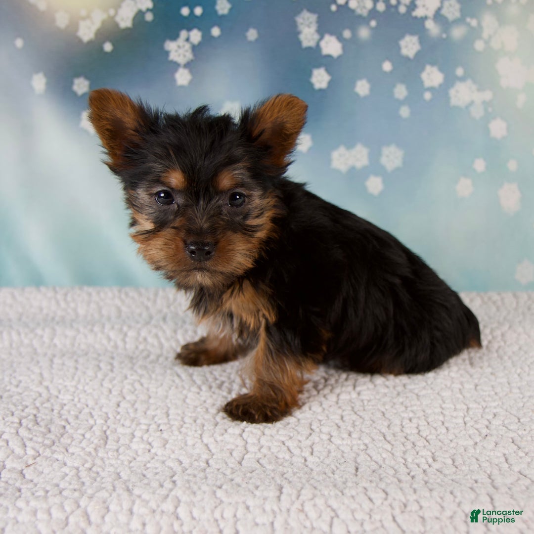Yorkshire Terrier dogs for sale: Holly - Ad 3