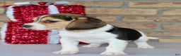 Beagle dogs for sale: Fannie - Ad 6