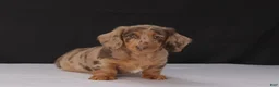 Dachshund dogs for sale: Bo - Ad 5