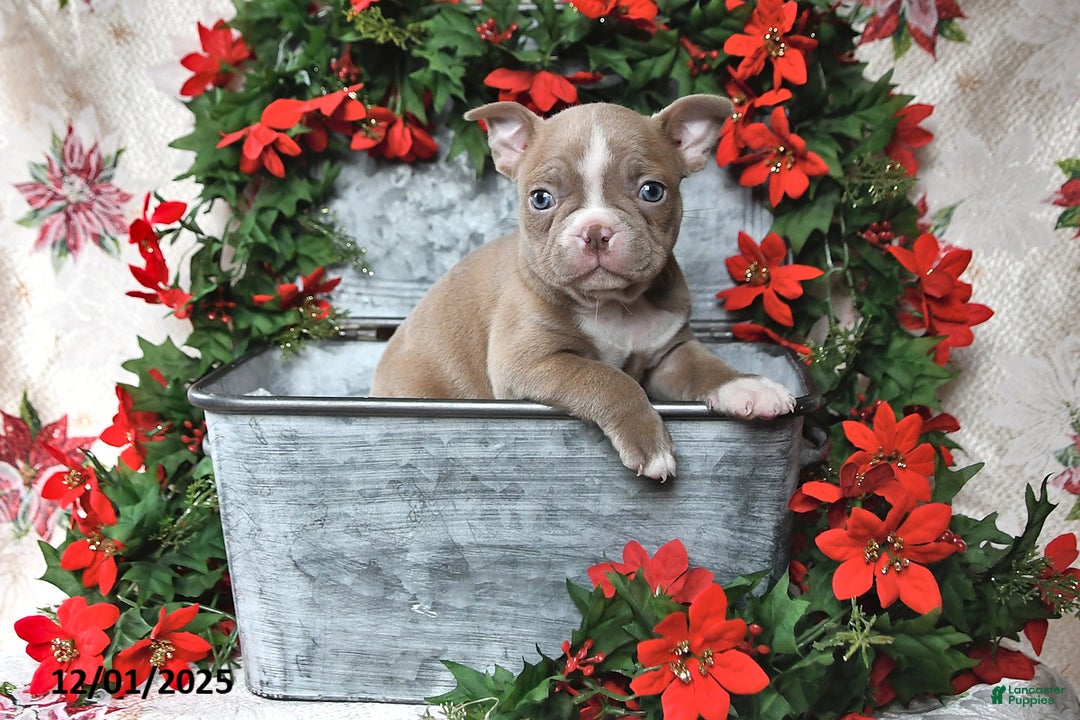 Frenchton dogs for sale: Joy - Ad 14