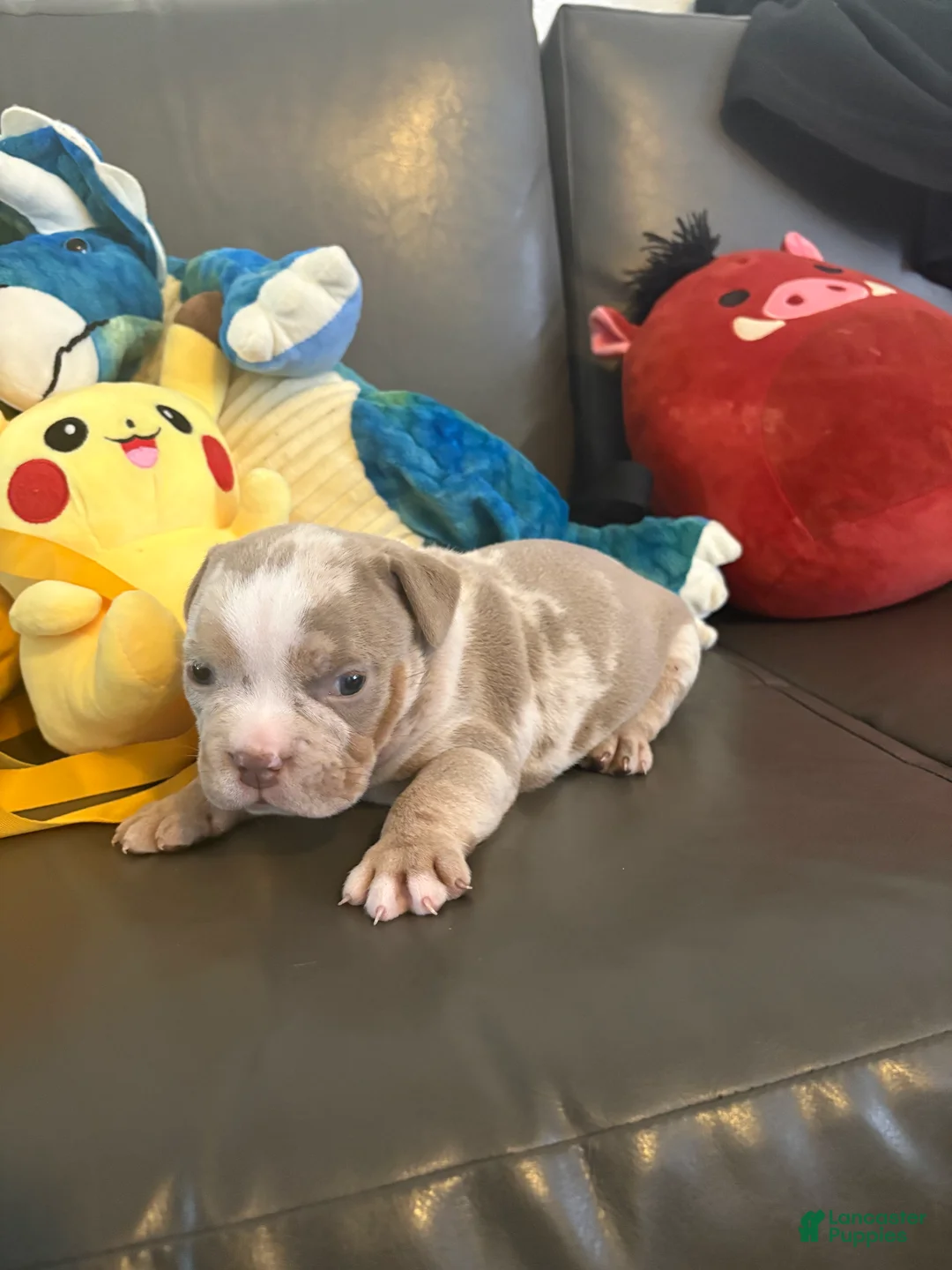 American Bully dogs for sale: American Bully 3 - Ad 2