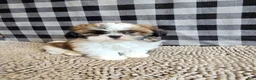 Shih Tzu dogs for sale: Marcus - Ad 7