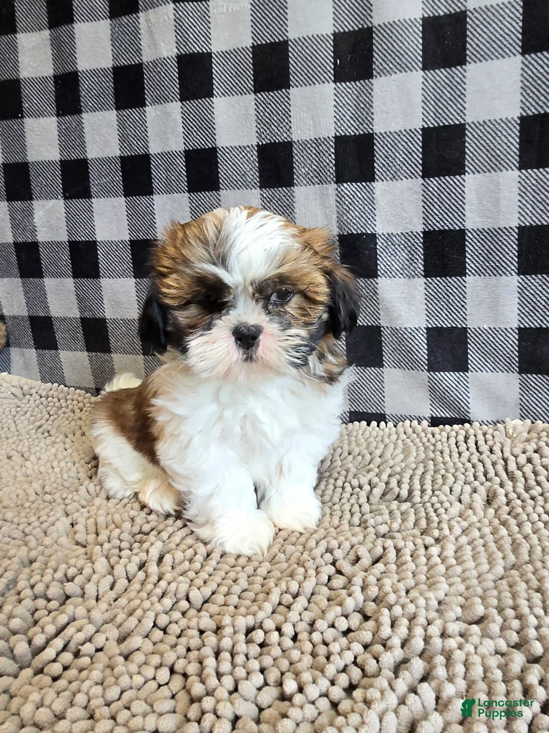 Shih Tzu dogs for sale: Marcus - Ad 7
