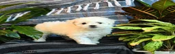 Bichon Frise dogs for sale: Vanilla - Ad 1