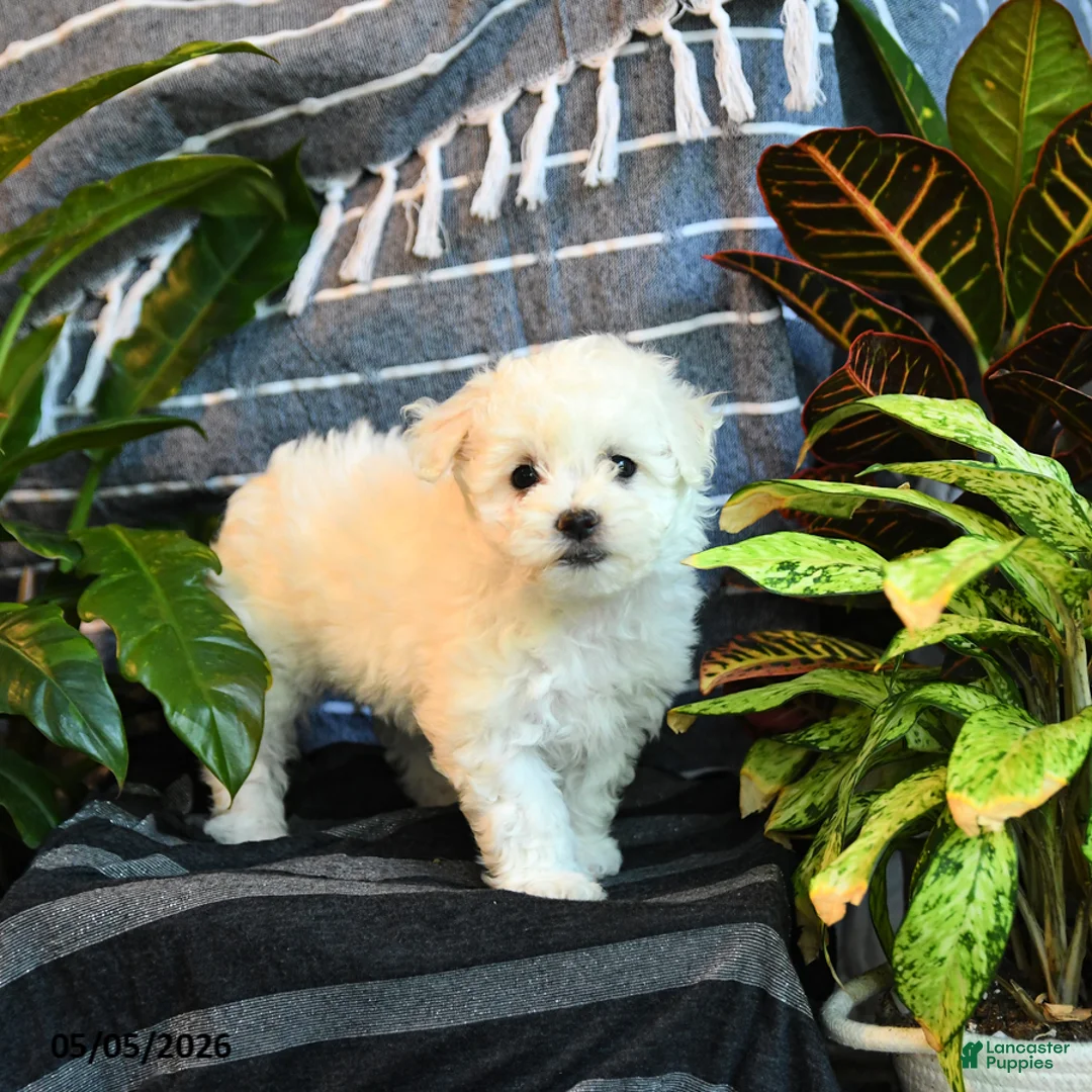 Bichon Frise dogs for sale: Vanilla - Ad 1