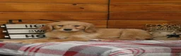 Golden Retriever dogs for sale: Genny - Ad 4