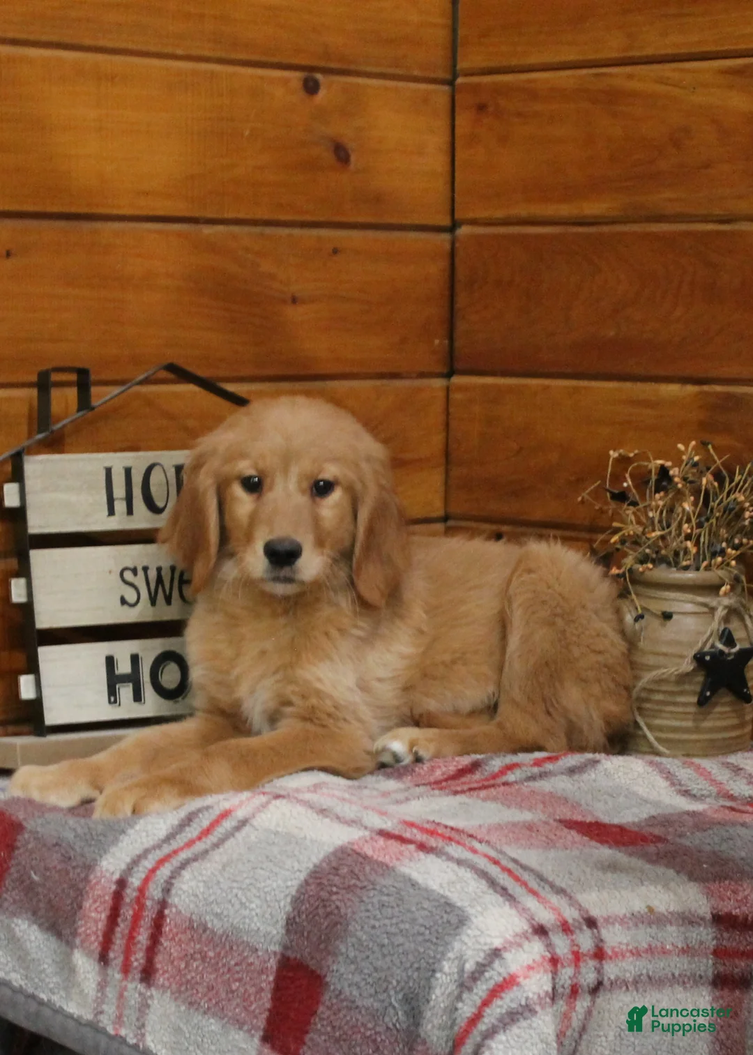 Golden Retriever dogs for sale: Genny - Ad 4