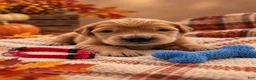 Golden Retriever dogs for sale: Marty - Red Collar - Ad 1