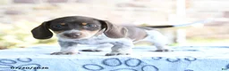 Dachshund dogs for sale: Daphne - Ad 4