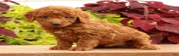 Miniature Poodle dogs for sale: Topper - Ad 5