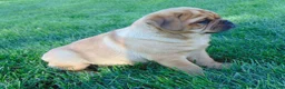 Mixed Breed dogs for sale: Ike - Ad 7